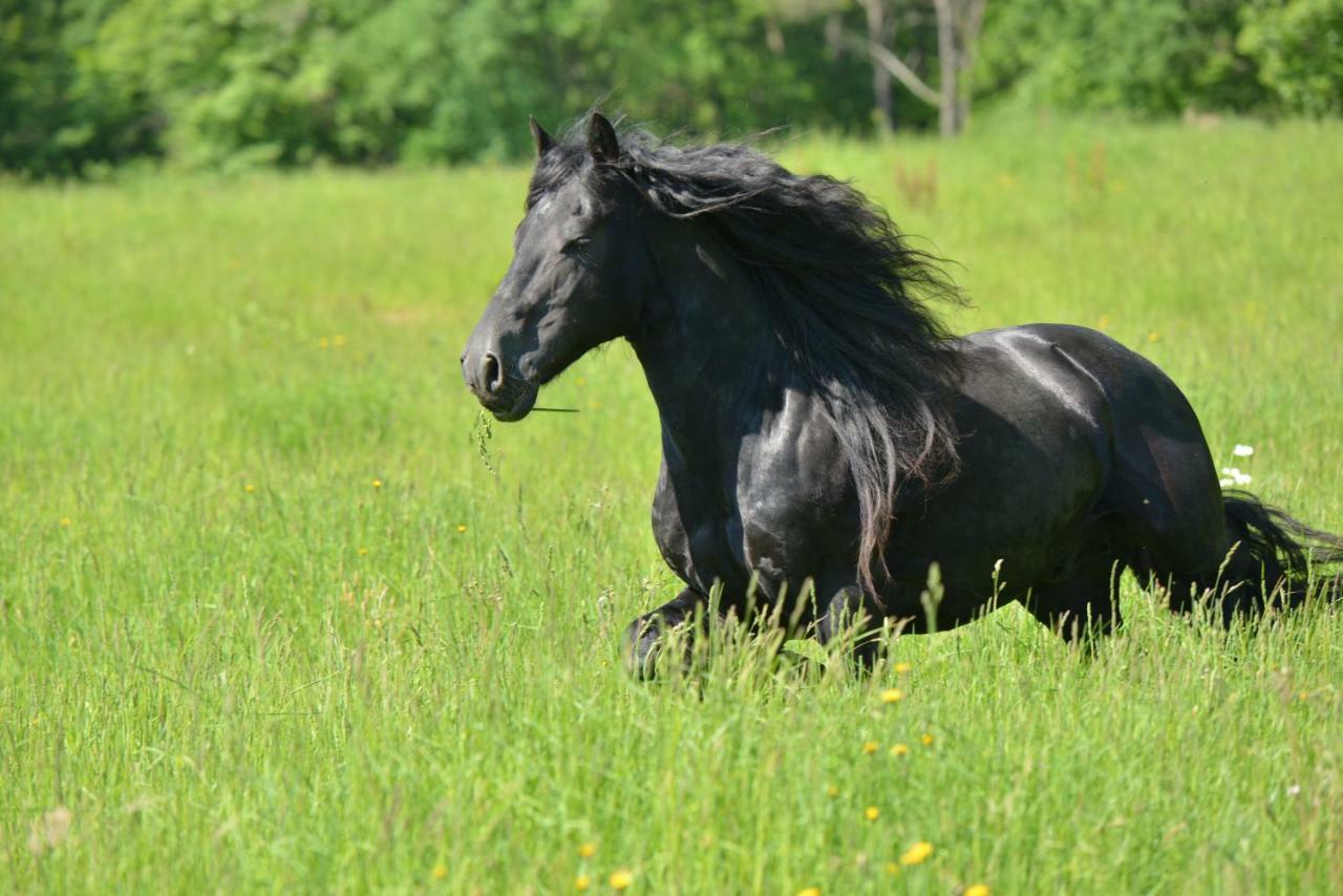 Capdrot Gite Equestre Domaine Des Crins - Biron מראה חיצוני תמונה