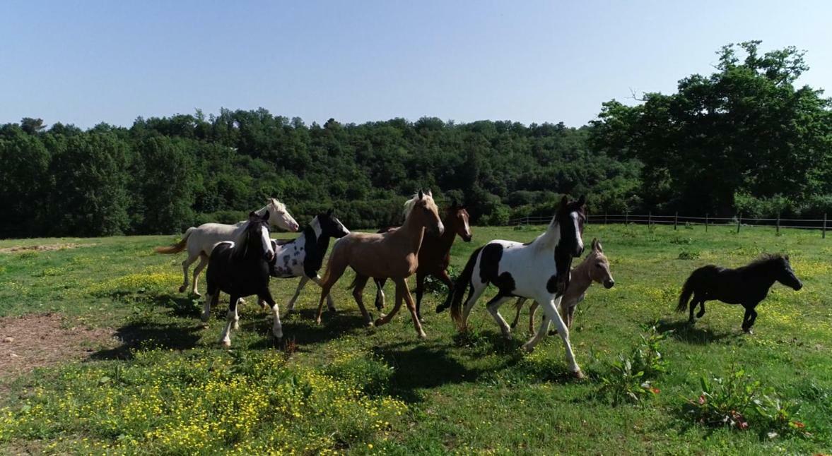 Capdrot Gite Equestre Domaine Des Crins - Biron מראה חיצוני תמונה