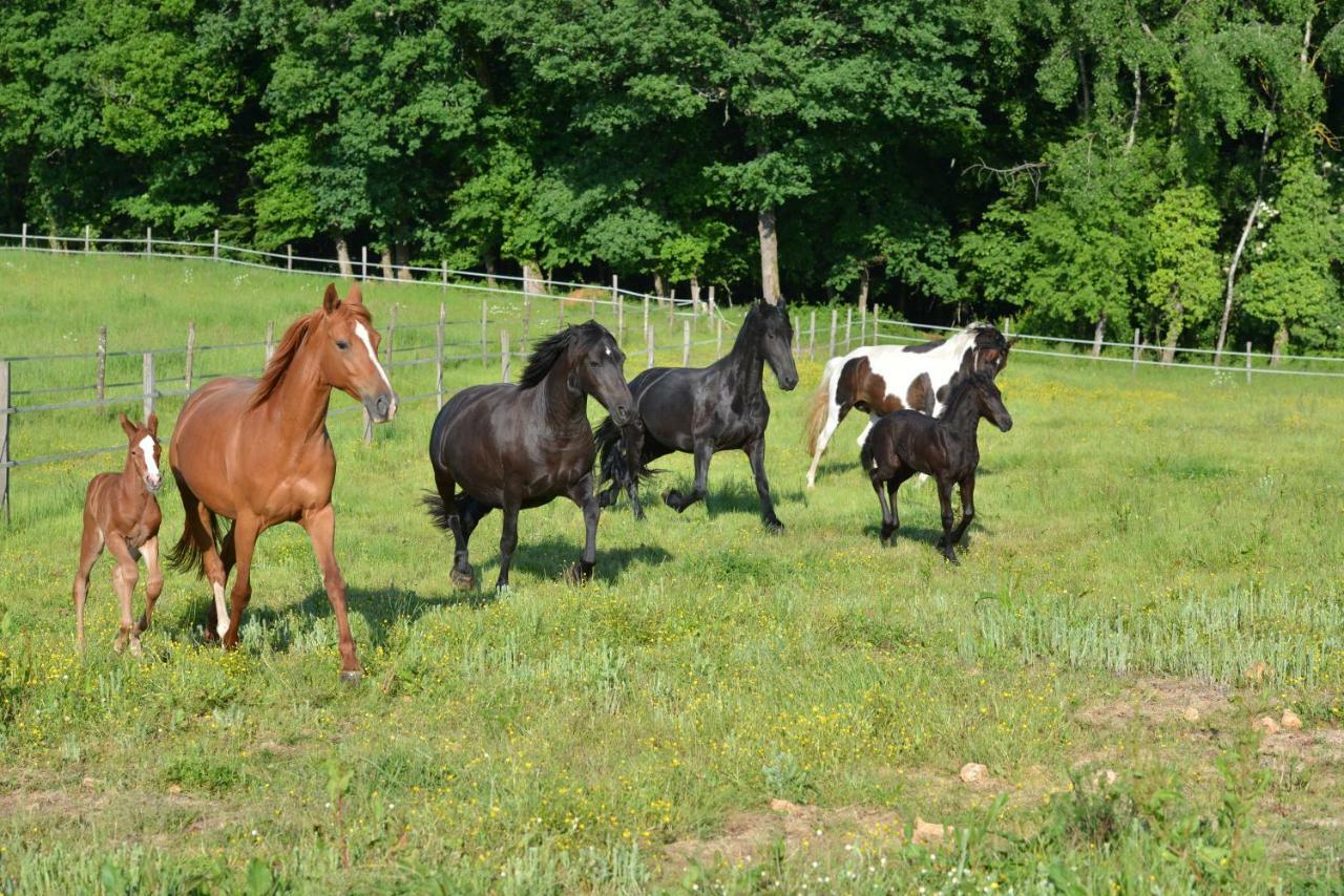 Capdrot Gite Equestre Domaine Des Crins - Biron מראה חיצוני תמונה